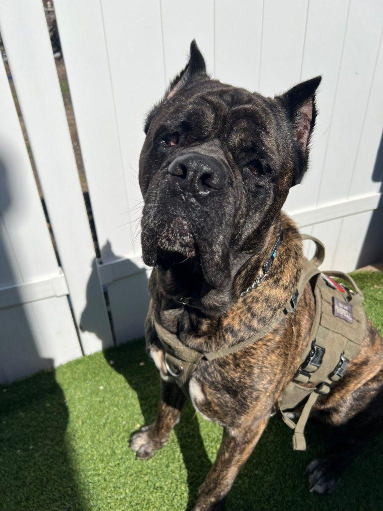 Pooch, a Adoptable Cane Corso in Ontario, NY image 2/5