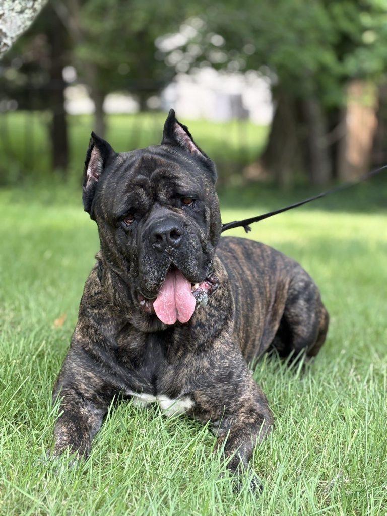 Pooch, Adoptable, Adult Male Cane Corso.