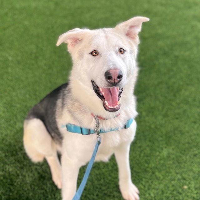 Enlarge Timber, a Adoptable Siberian Husky in Burlingame, CA image 1/3