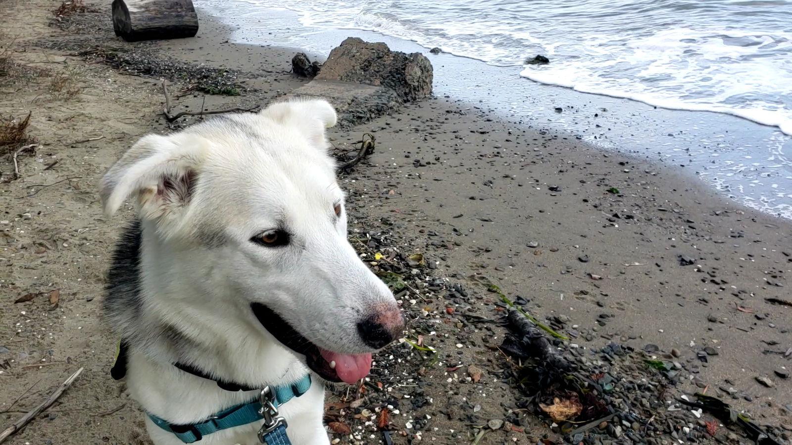 Enlarge Timber, a Adopted Siberian Husky in Burlingame, CA image 1/3