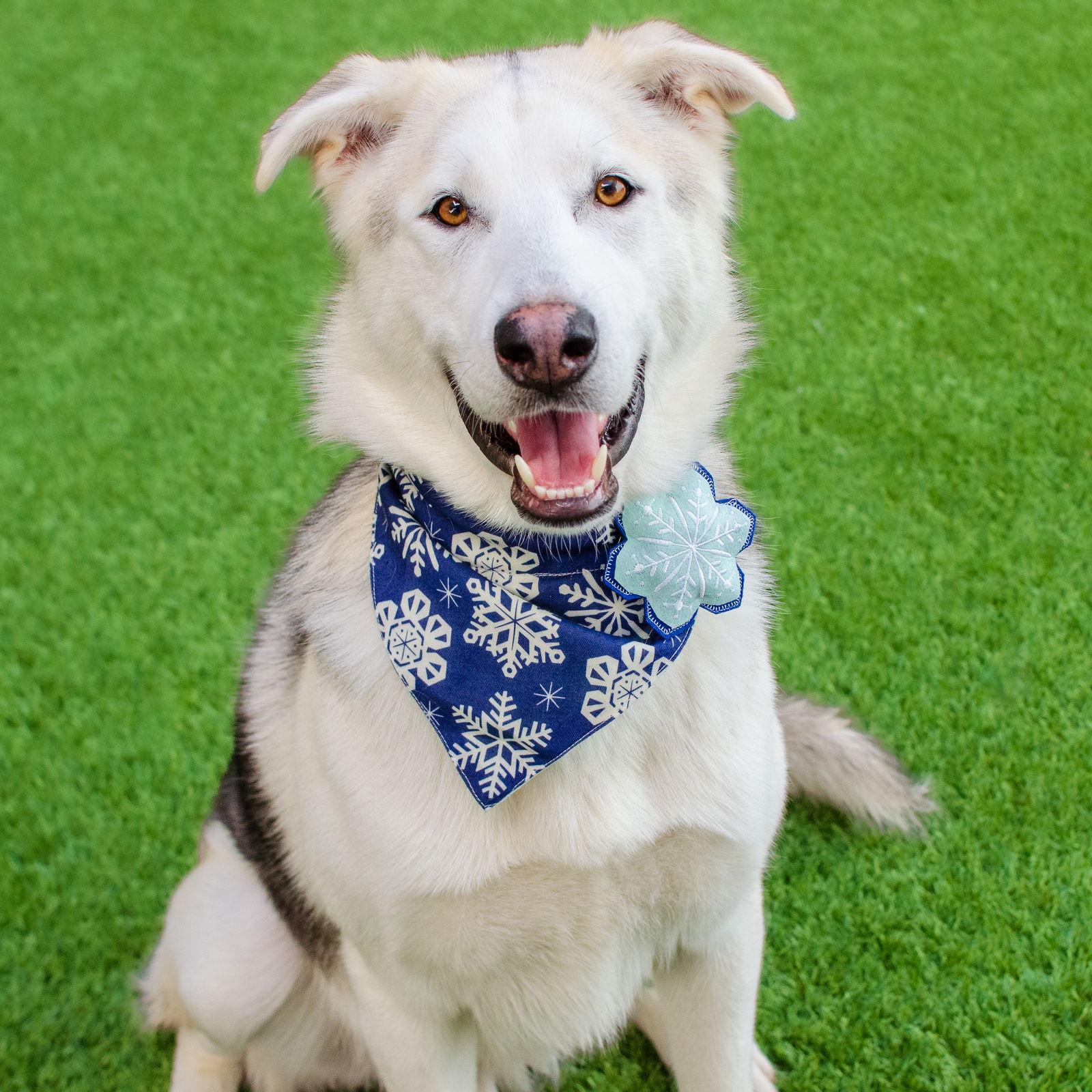 Enlarge Timber, a Adoptable Siberian Husky in Burlingame, CA image 2/3