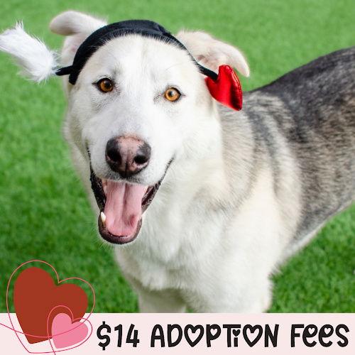 Enlarge Timber, a Adopted Siberian Husky in Burlingame, CA image 2/3