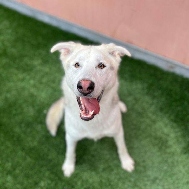 Enlarge Timber, a Adoptable Siberian Husky in Burlingame, CA image 3/3