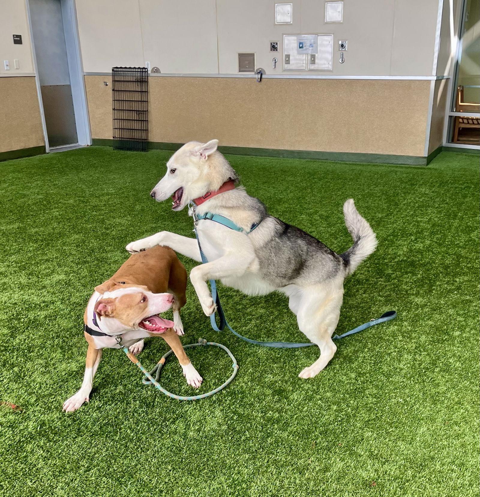 Enlarge Timber, a Adopted Siberian Husky in Burlingame, CA image 3/3