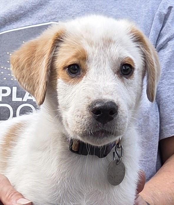 Enlarge Romeo, a Adoptable mixed breed in Saint Paul, MN image 3/5