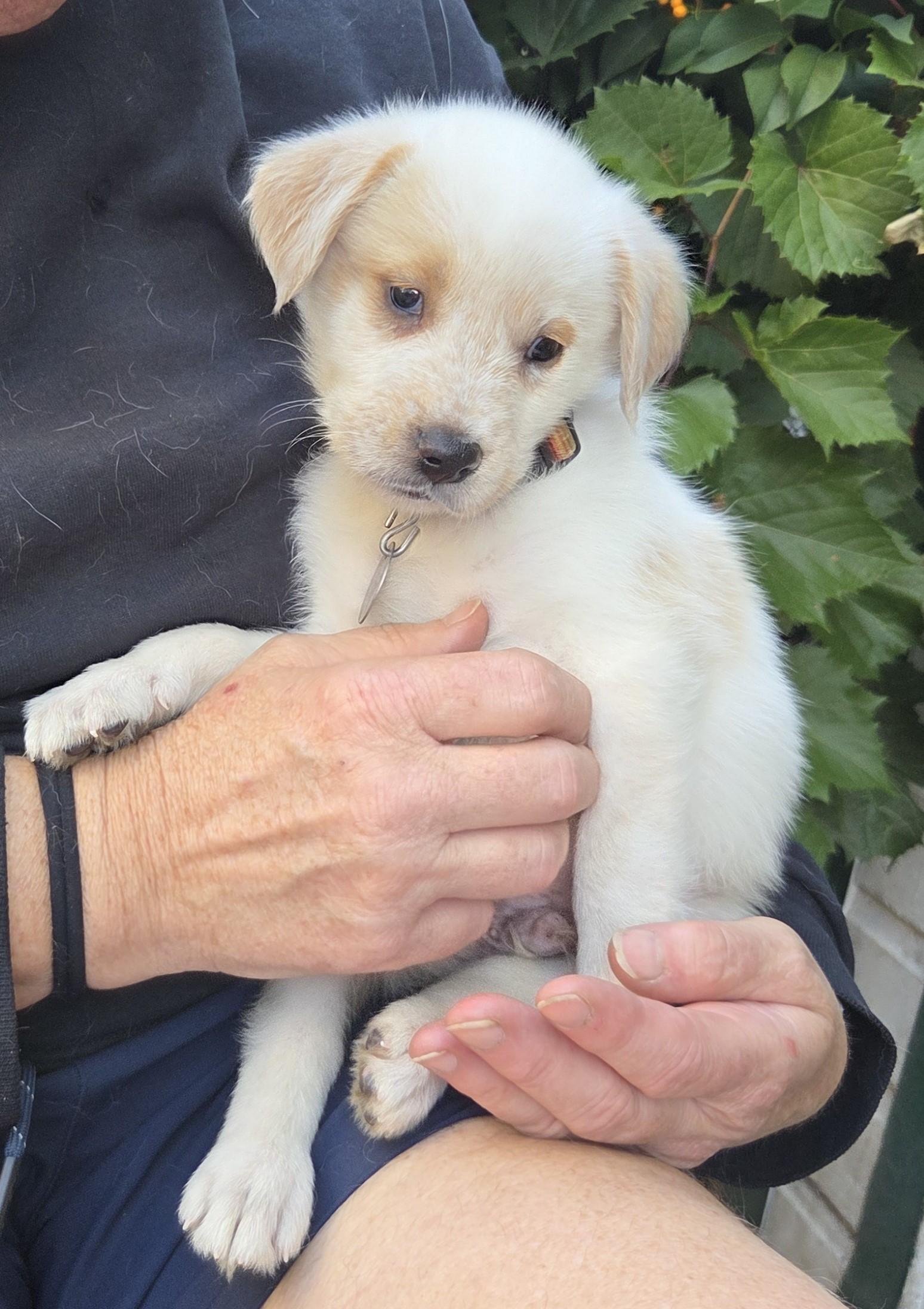 Enlarge Romeo, a Adoptable mixed breed in Saint Paul, MN image 5/6