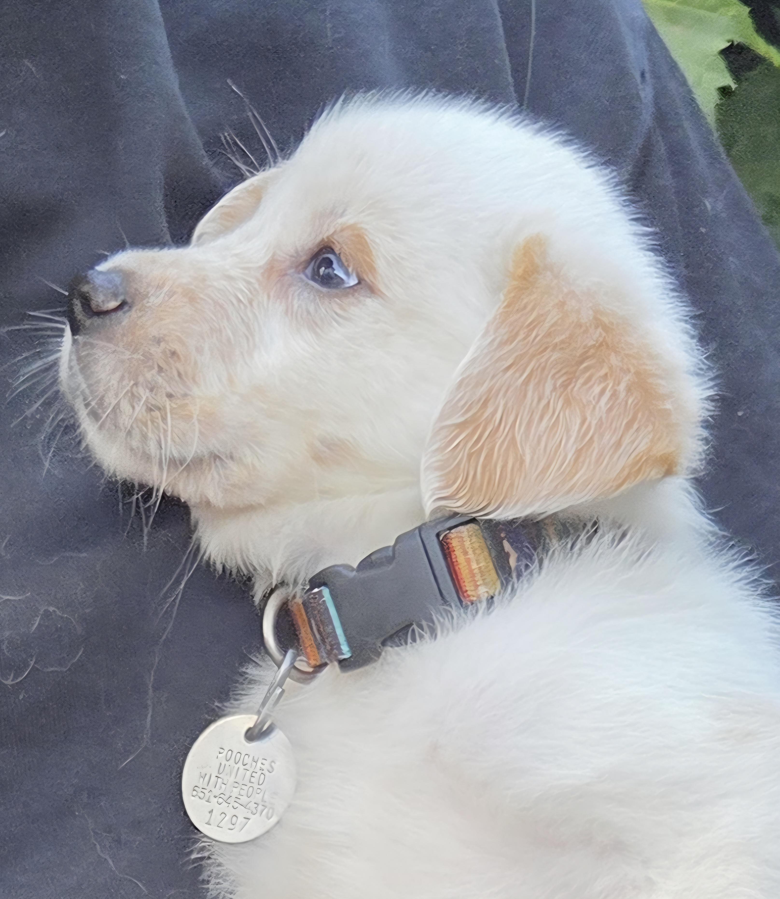 Enlarge Romeo, a Adoptable mixed breed in Saint Paul, MN image 4/6