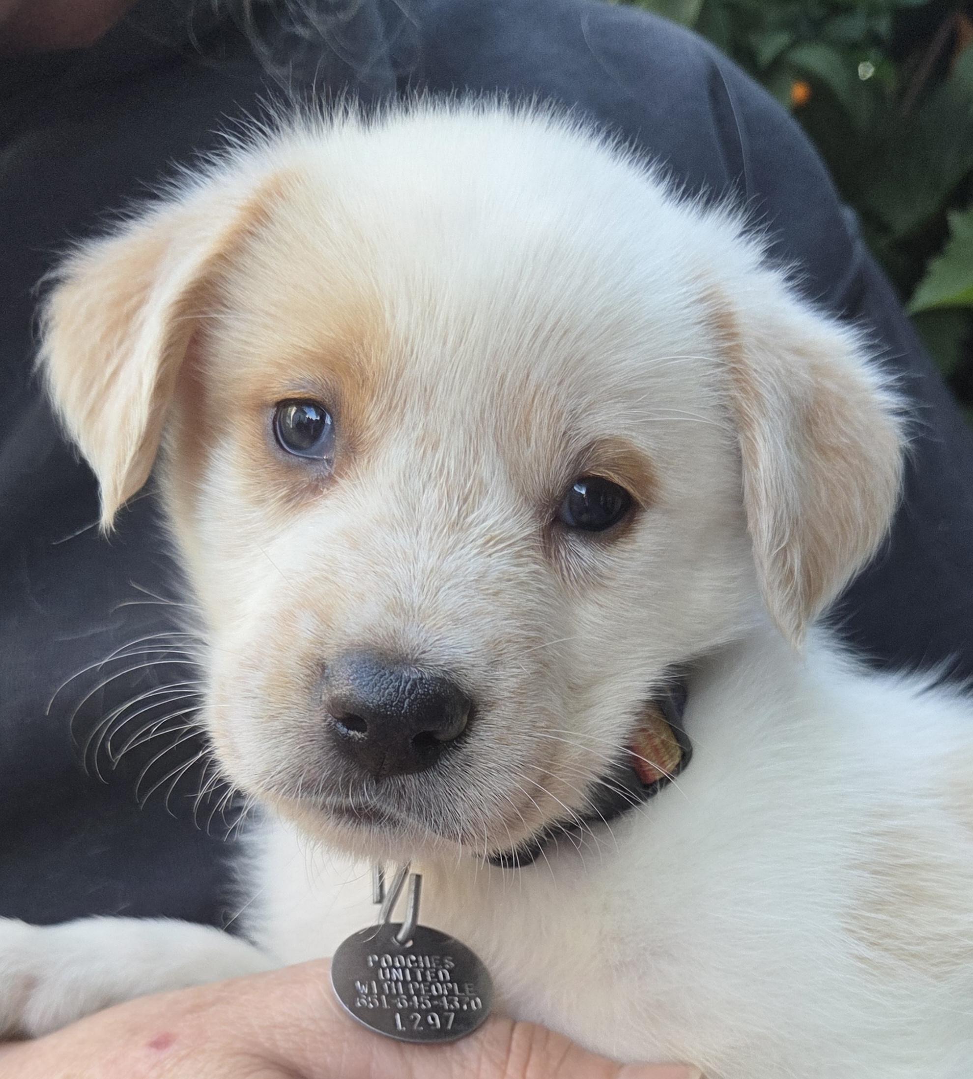 Romeo, Adoptable, Puppy Male American Eskimo Dog & Australian Cattle Dog / Blue Heeler.