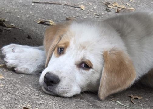 Enlarge Romeo, a Adoptable mixed breed in Saint Paul, MN image 4/5
