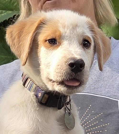 Romeo, Adoptable, Puppy Male American Eskimo Dog & Australian Cattle Dog / Blue Heeler.