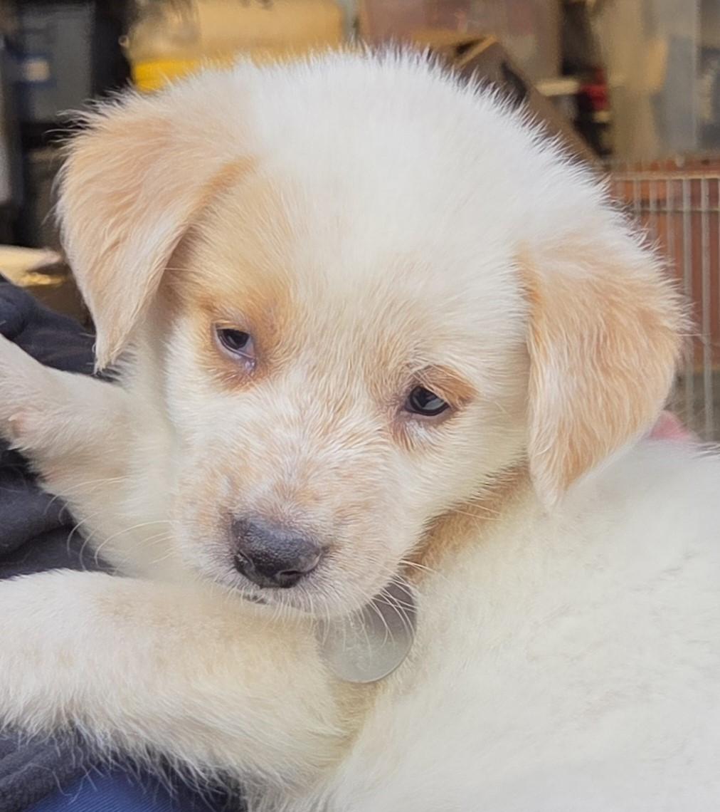 Enlarge Romeo, a Adoptable mixed breed in Saint Paul, MN image 3/6