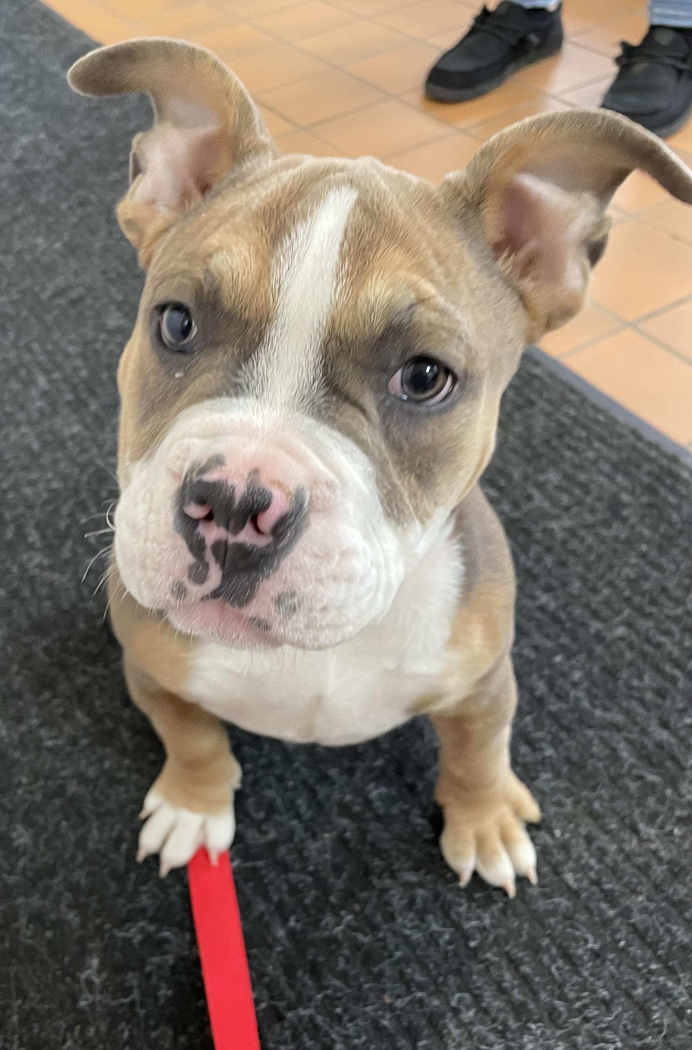 Apple ADOPTED, adopted, Puppy Female American Bully.