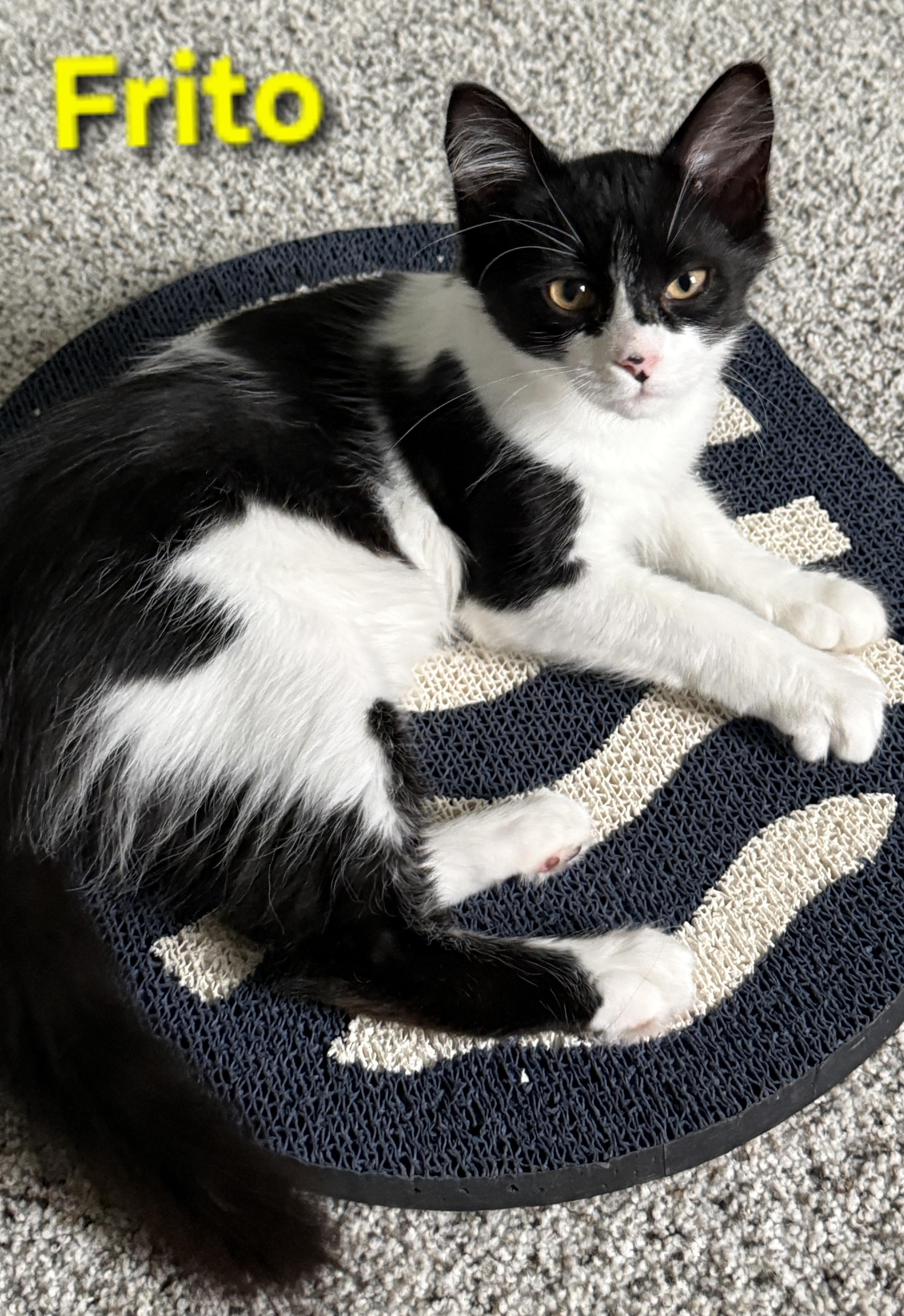 Enlarge Frito (siblings are Cheeto & Firito), an adoptable Domestic Medium Hair in Brighton, MI image 1/1