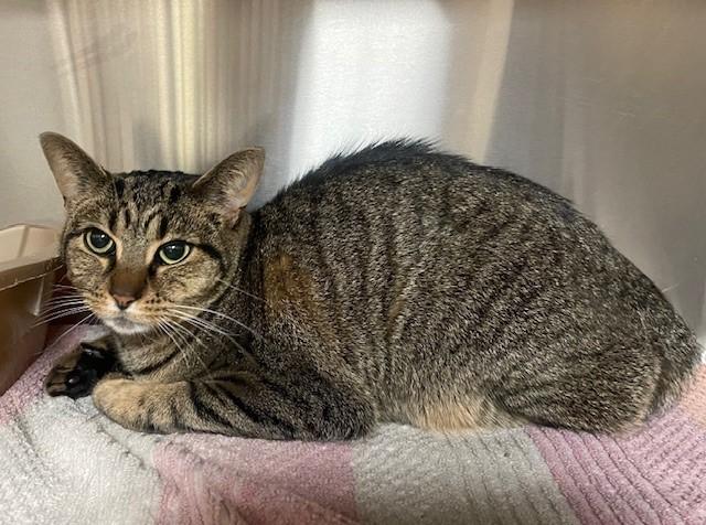 Enlarge Munchkin, a Adoptable Domestic Short Hair in Prudenville, MI image 1/1