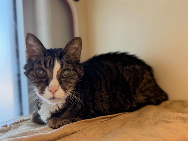 GEORGE, Adoptable, Senior Male Domestic Short Hair.