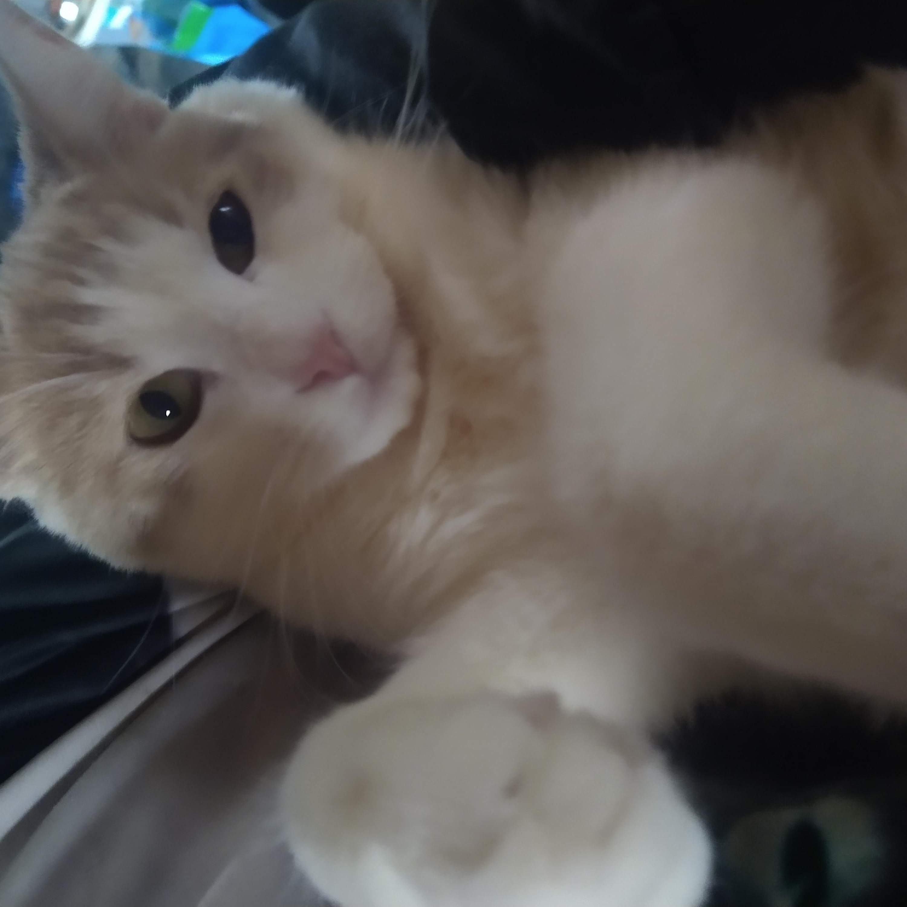 SPROUT, a Adoptable Tabby in Fair Oaks, IN image 2/5