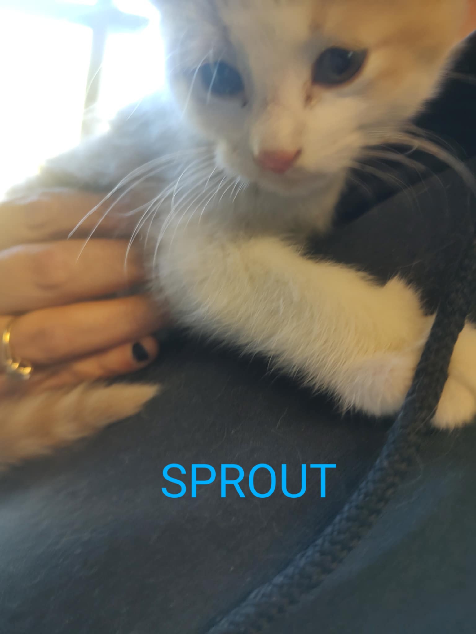 SPROUT