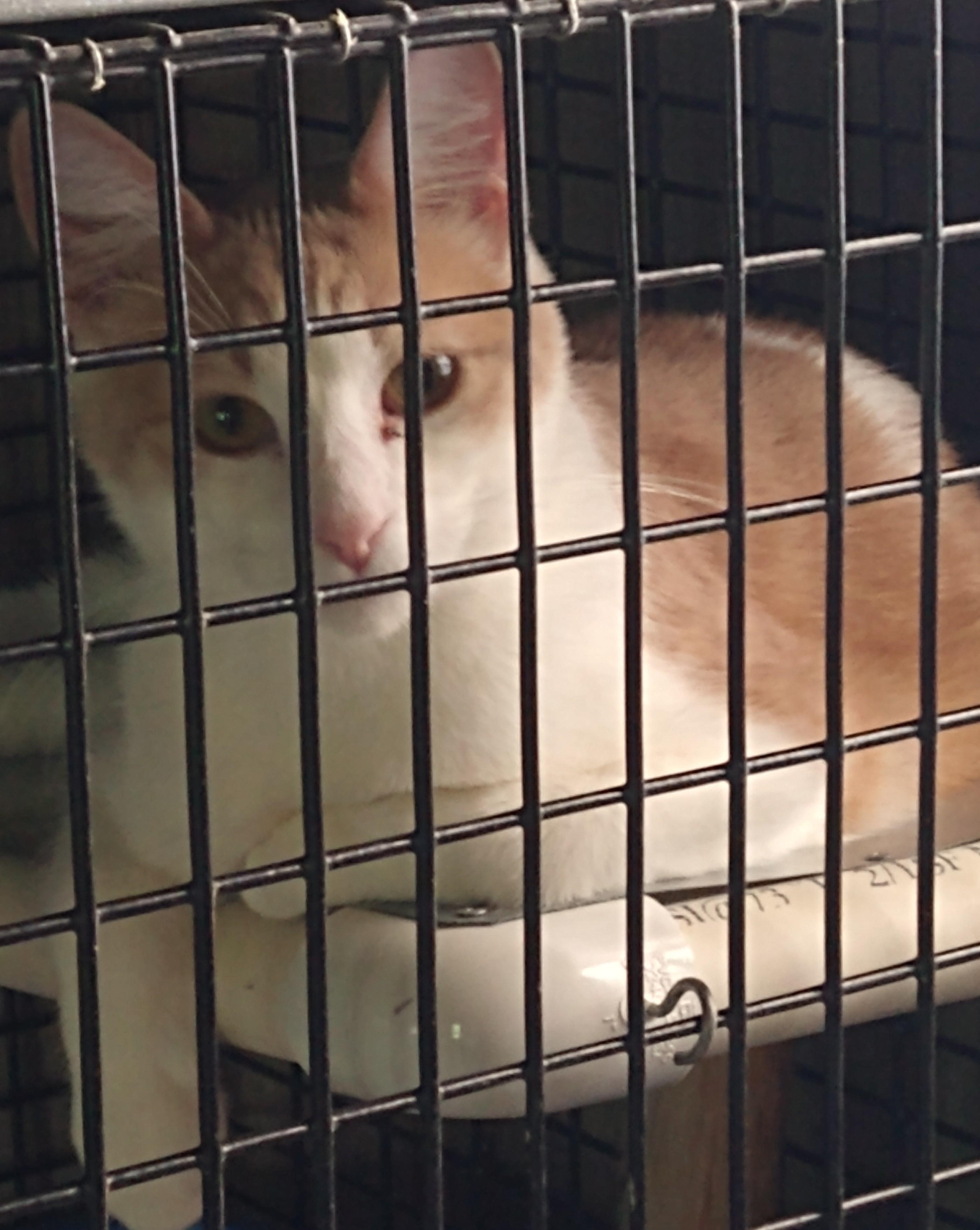 SPROUT, Adoptable, Young Male Tabby.