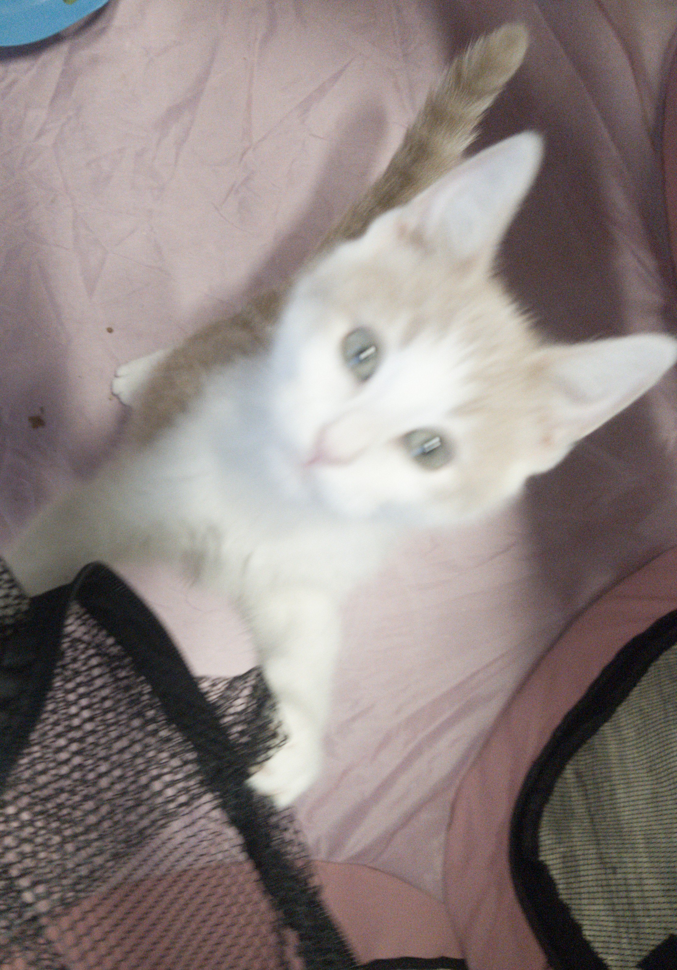 SPROUT, a Adoptable Tabby in Fair Oaks, IN image 4/5