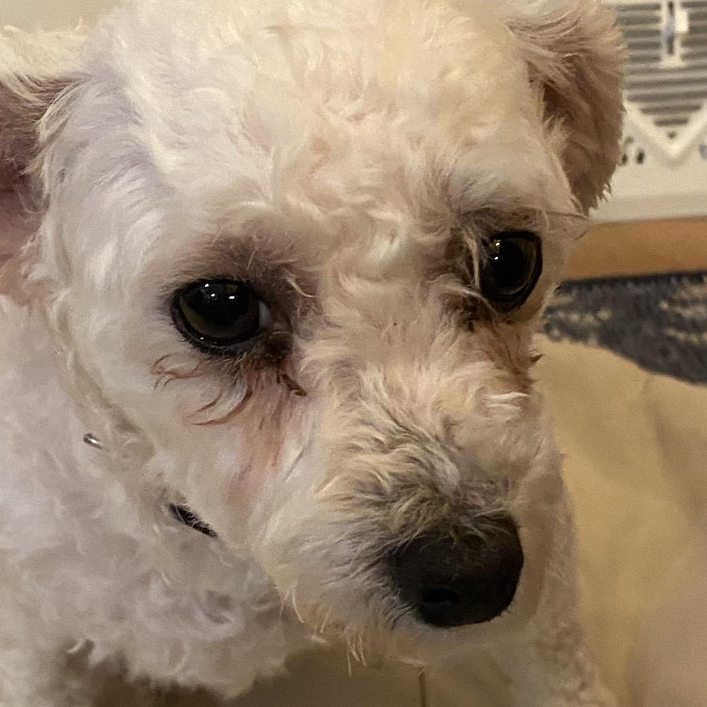 Winter, Adoptable, Adult Female Bichon Frise.