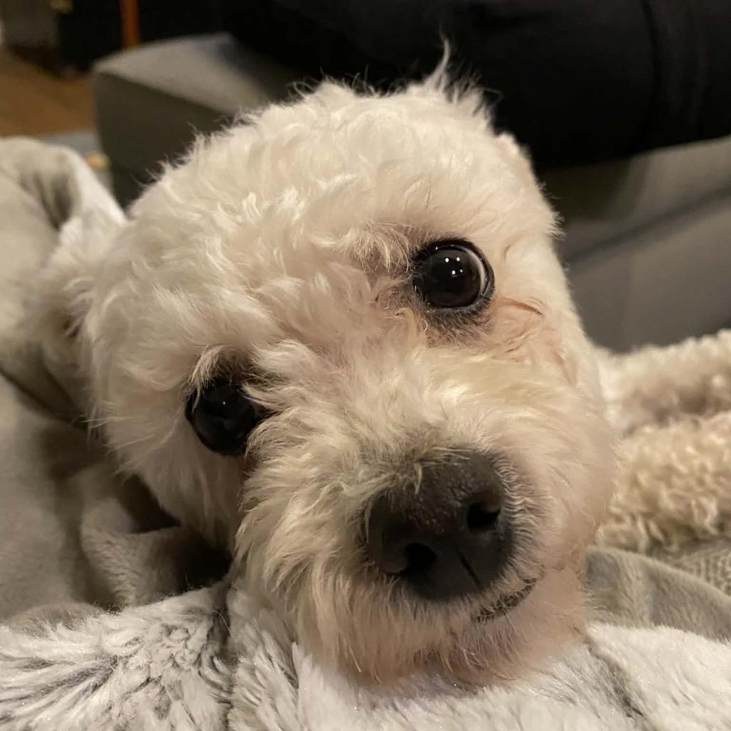 Enlarge Winter, a Adoptable Bichon Frise in Sinking Spring, PA image 2/6