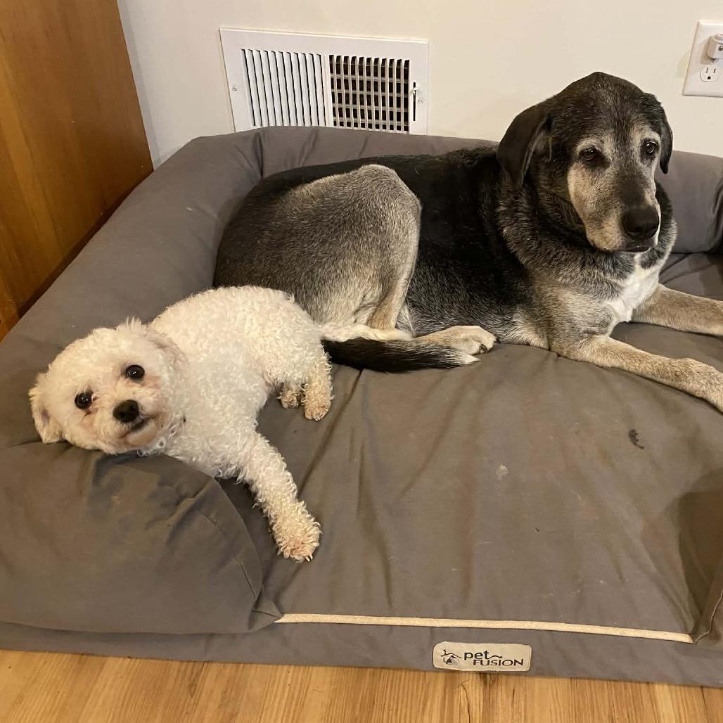 Enlarge Winter, a Adoptable Bichon Frise in Sinking Spring, PA image 3/6