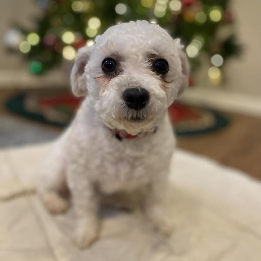Enlarge Winter, a Adoptable Bichon Frise in Sinking Spring, PA image 4/6