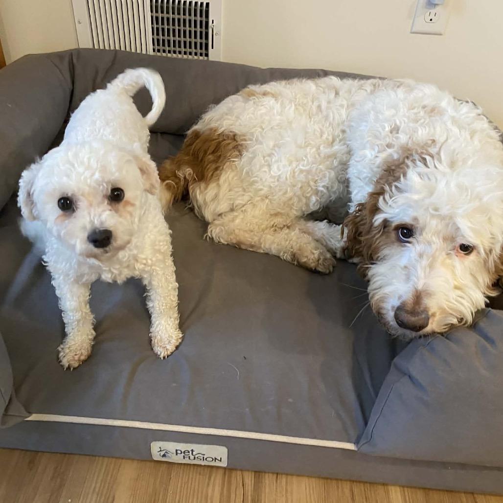 Enlarge Winter, a Adoptable Bichon Frise in Sinking Spring, PA image 5/6