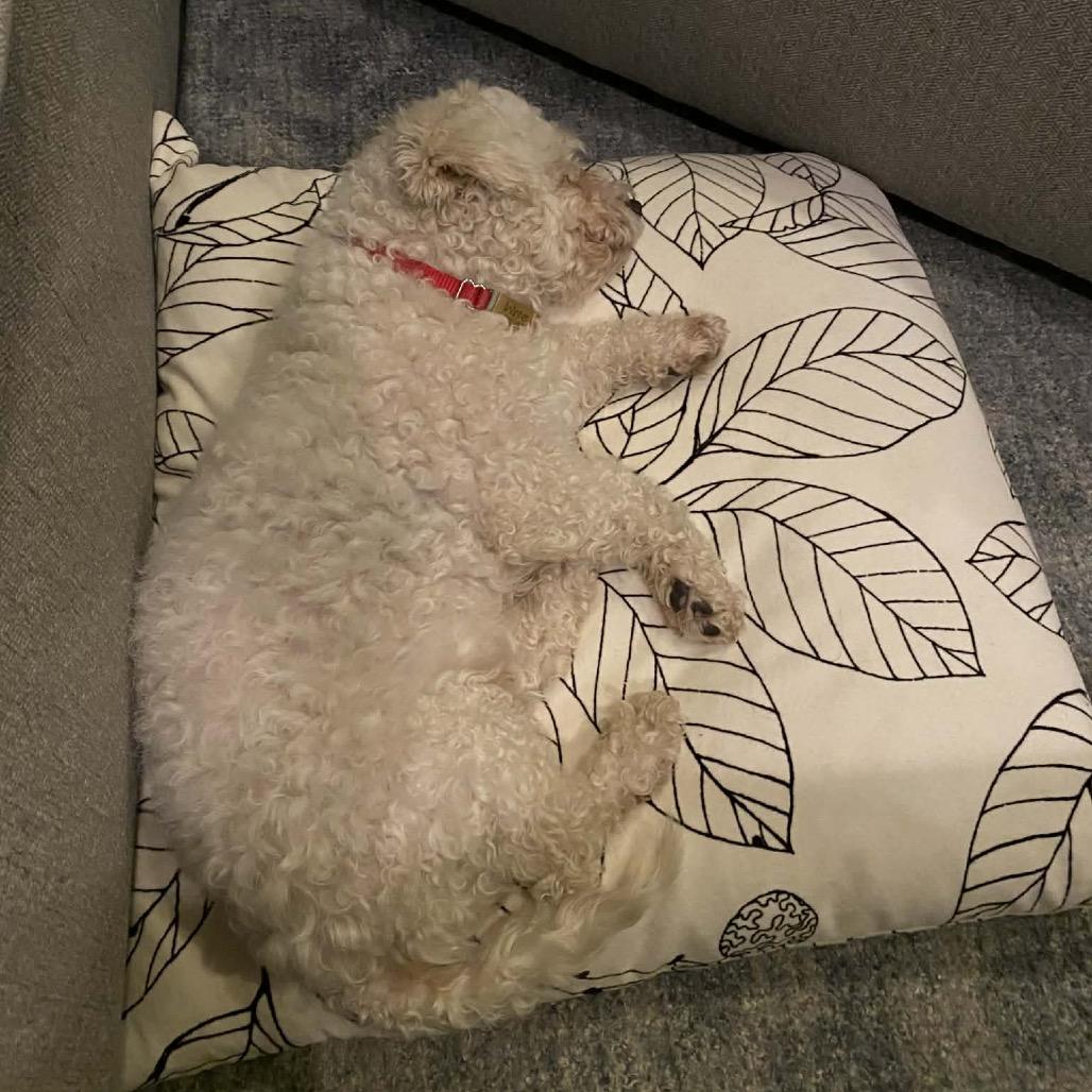 Enlarge Winter, a Adoptable Bichon Frise in Sinking Spring, PA image 6/6