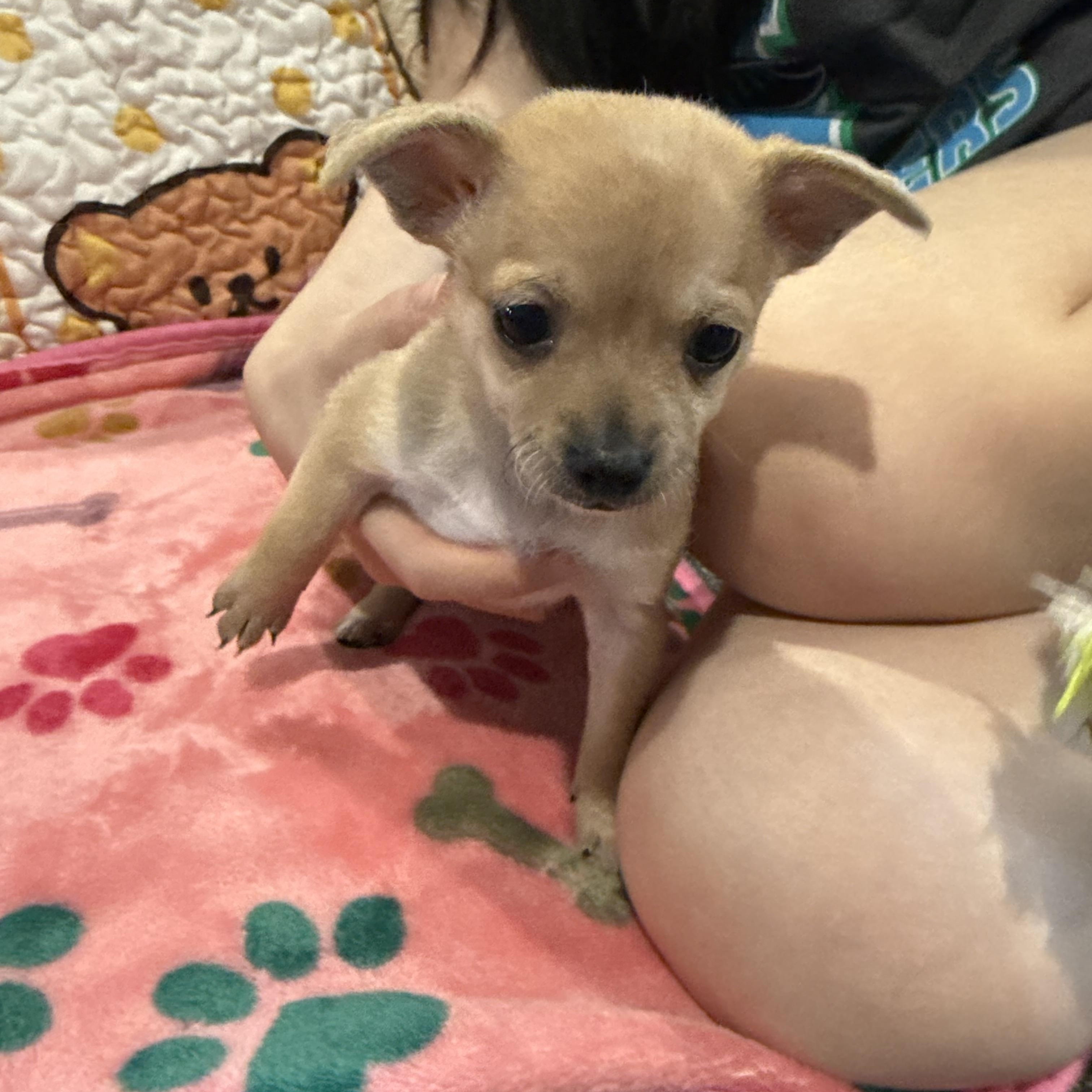 Cam (Camembert), an adoption pending mixed breed in Portland, OR image 2/6