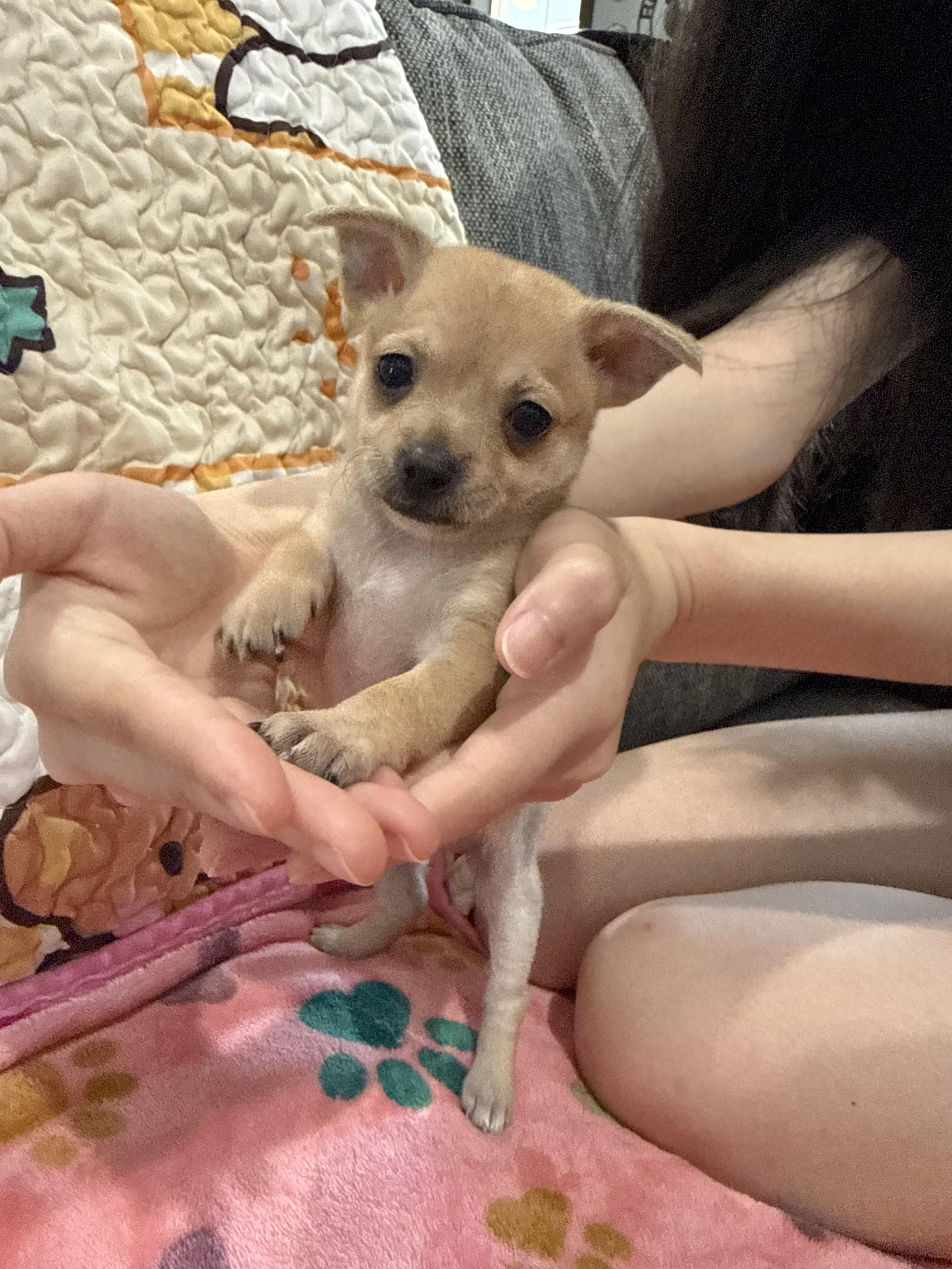 Cam (Camembert), Adoptable, Puppy Female Chihuahua.