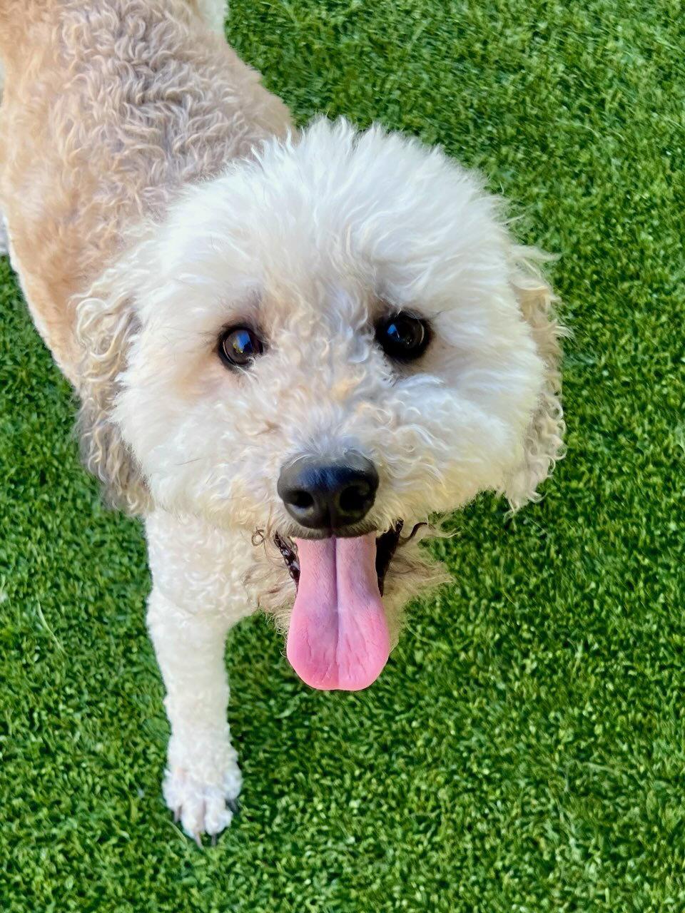 DAEPO, Adoptable, Young Male Poodle & Golden Retriever.