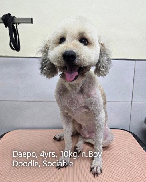 Enlarge DAEPO, a Adoptable mixed breed in Agoura Hills, CA image 2/2