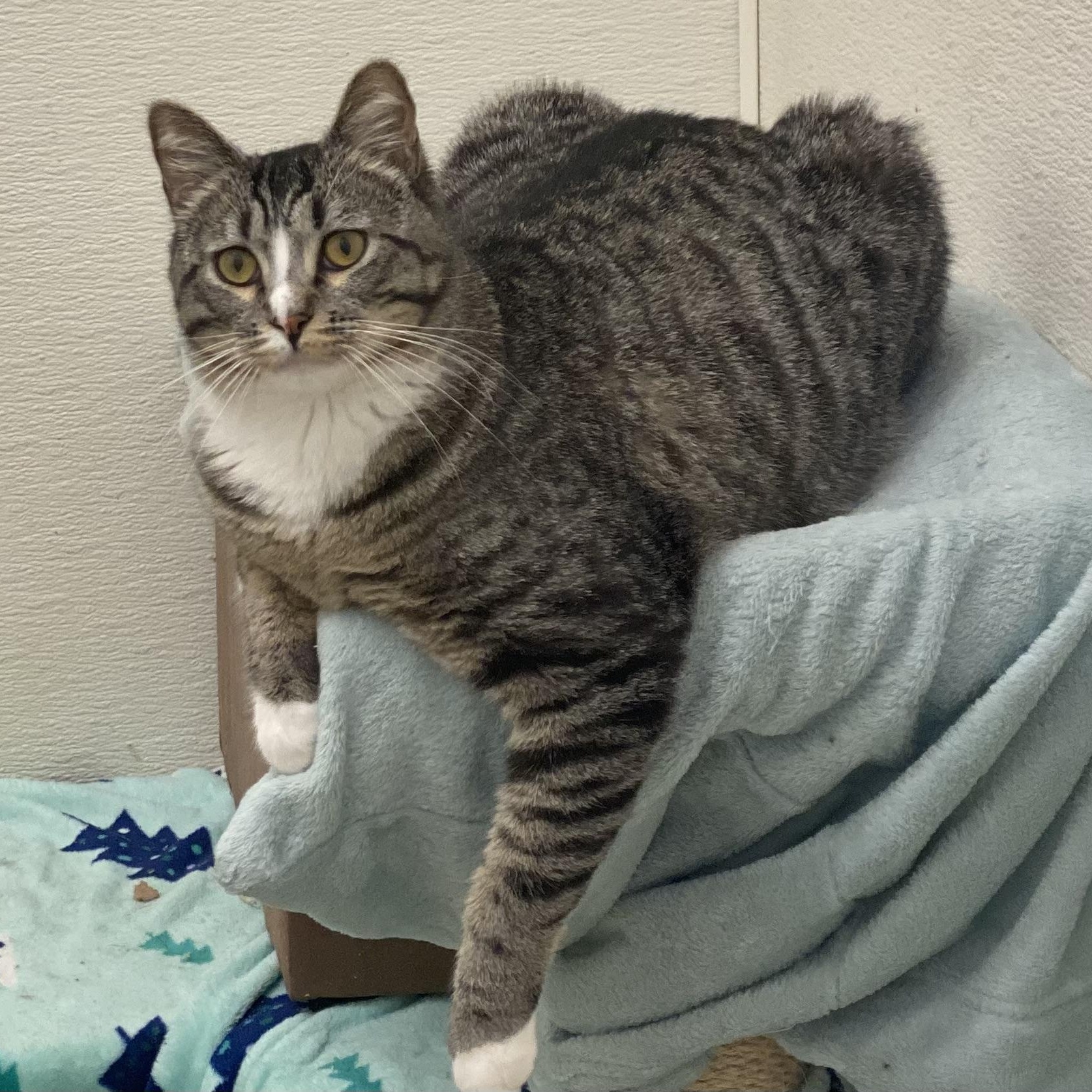 Fornay, Adult Male Tabby