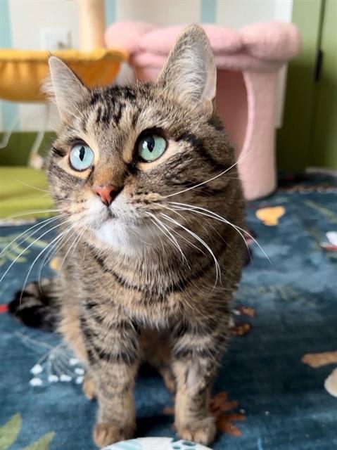 ROO, Adoptable, Adult Female Domestic Short Hair.