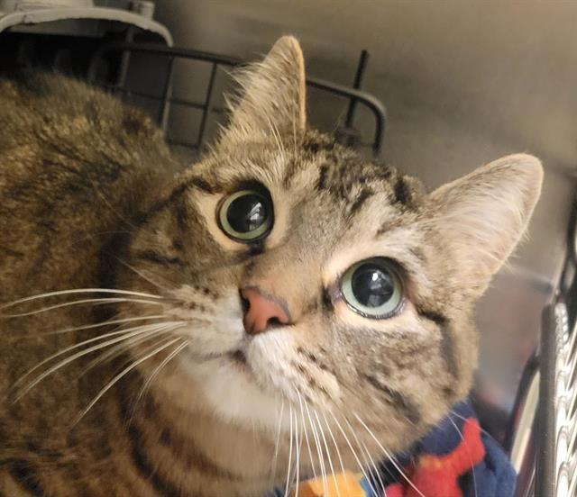 ROO, Adoptable, Adult Female Domestic Short Hair.