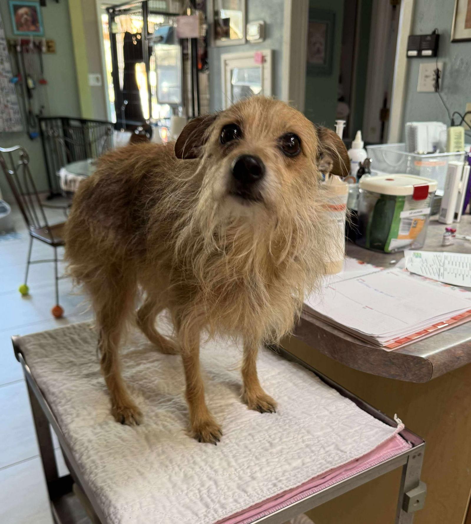 Enlarge Jessie Jones (NOT YET AVAILABLE), a Adoptable Cairn Terrier in Benton, LA image 1/1