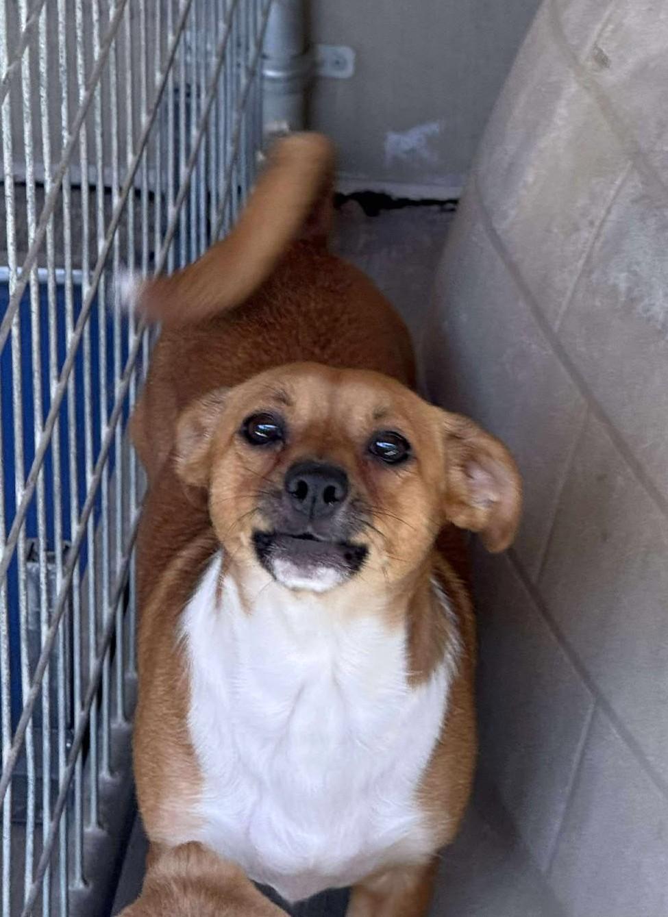 Ducky: RIDGE DOG IN TRAINING AT PRISON FACILITY photo 2