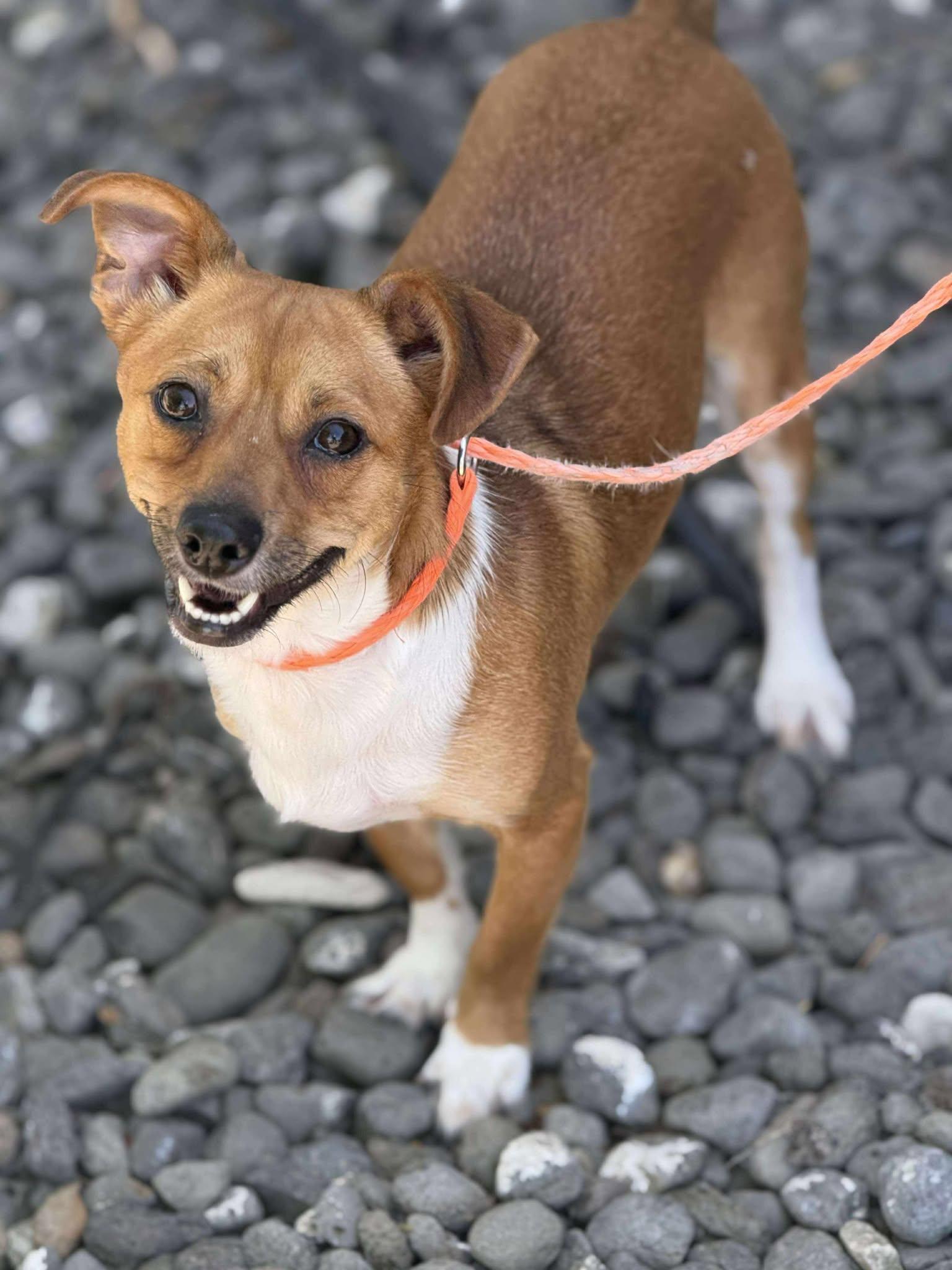 Ducky: RIDGE DOG IN TRAINING AT PRISON FACILITY, Adult Male unknown