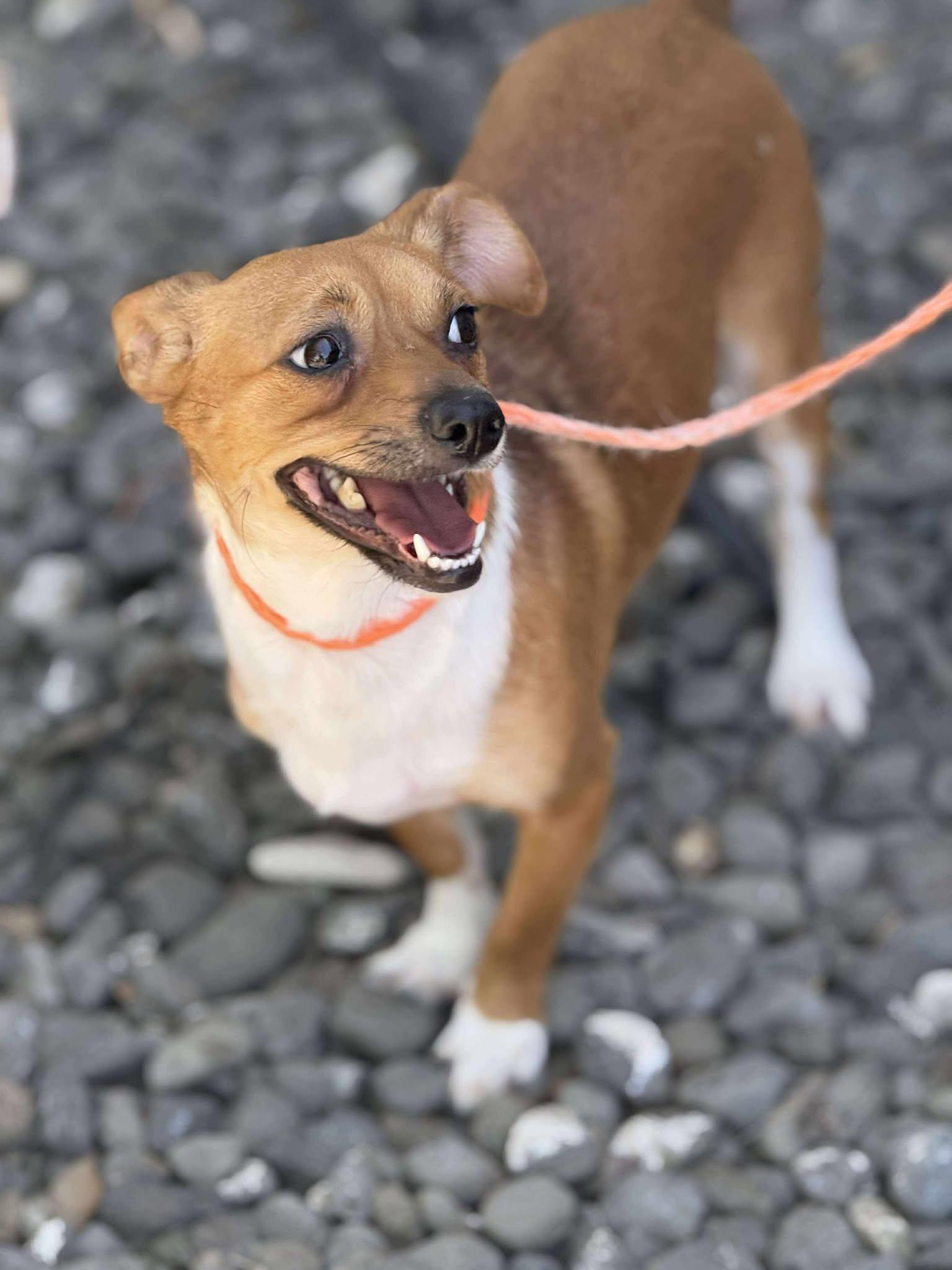 Ducky: RIDGE DOG IN TRAINING AT PRISON FACILITY photo 3