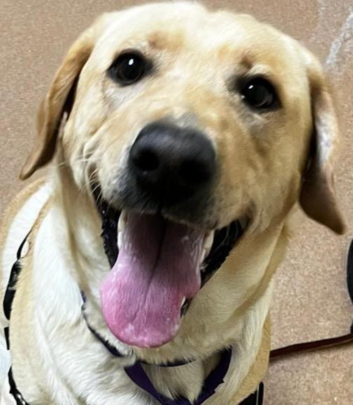 Miss Maggie, Young Female Labrador Retriever