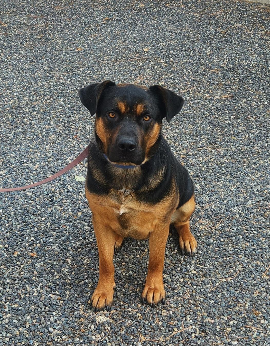 Buck, Adopted, Adult Male Rottweiler & German Shepherd Dog.