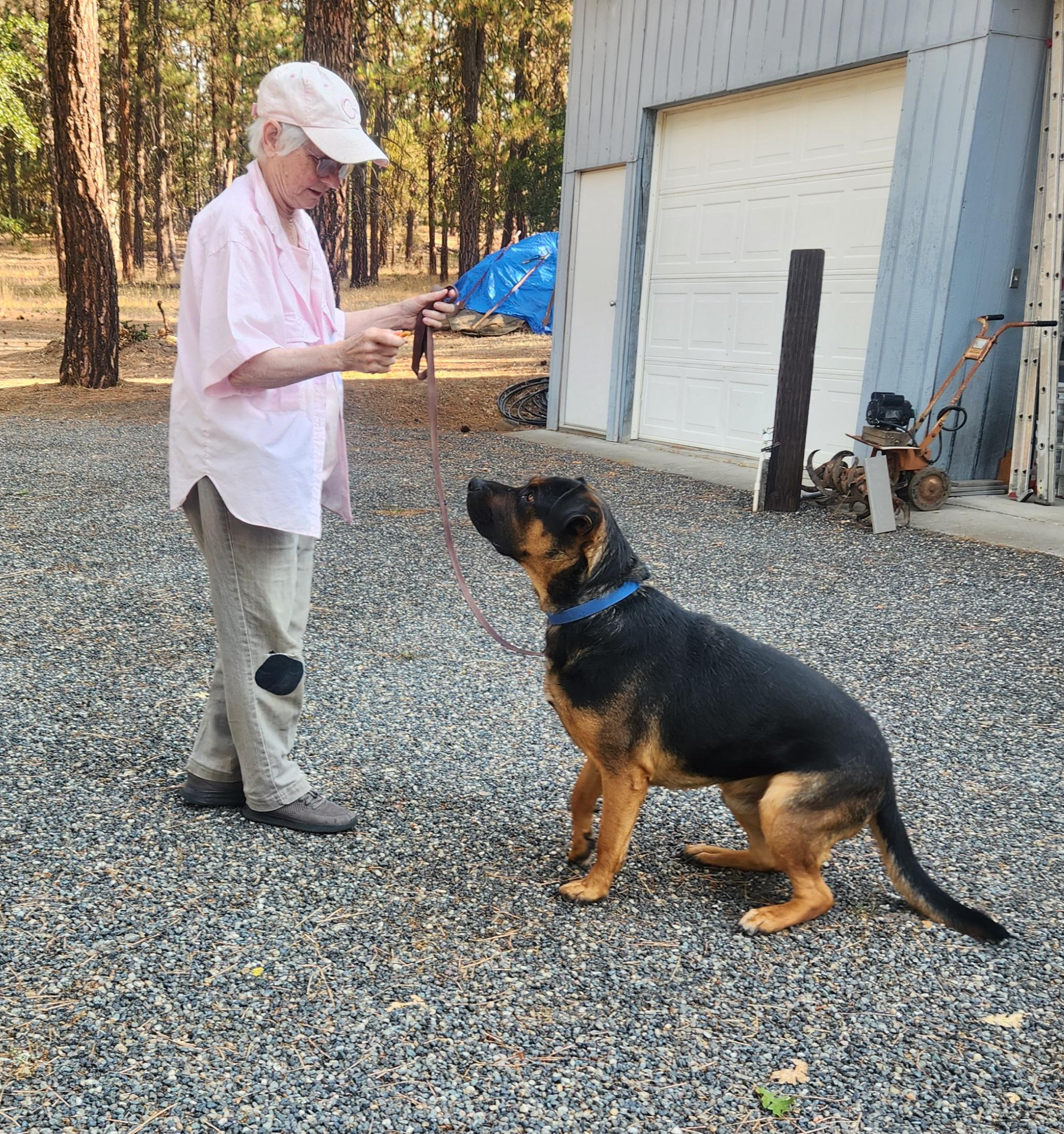 Buck, a Adopted mixed breed in Goldendale, WA image 4/5