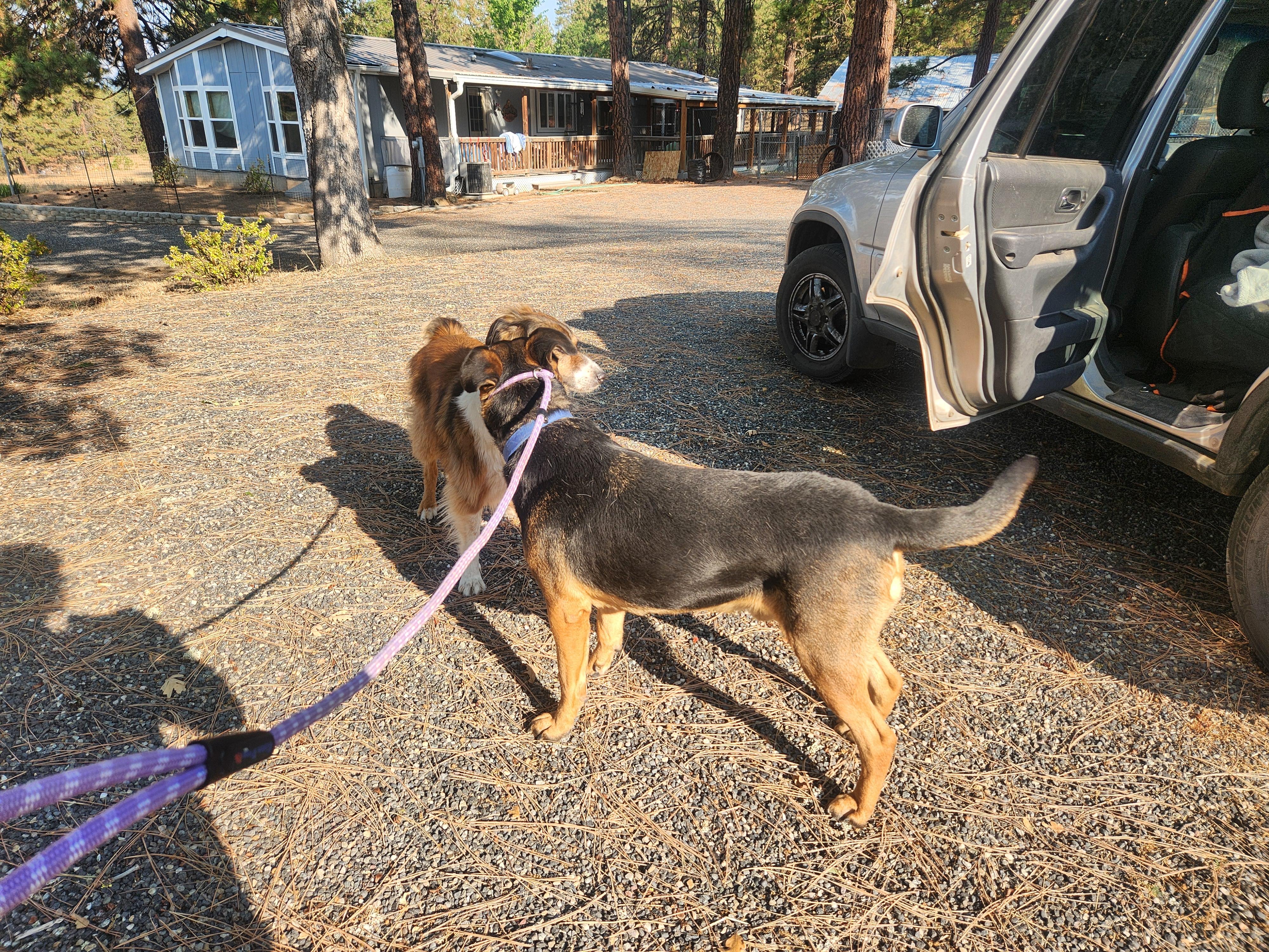 Buck, a Adopted mixed breed in Goldendale, WA image 5/5