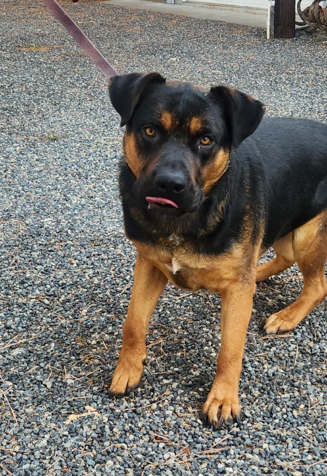 Buck, a Adopted mixed breed in Goldendale, WA image 3/5