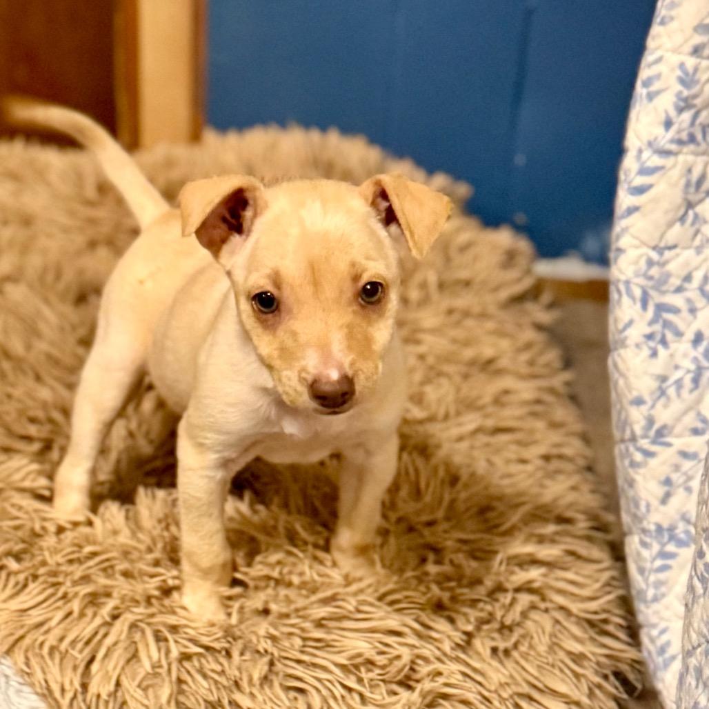 Enlarge Miley, a Adoptable mixed breed in Bellingham, WA image 1/1