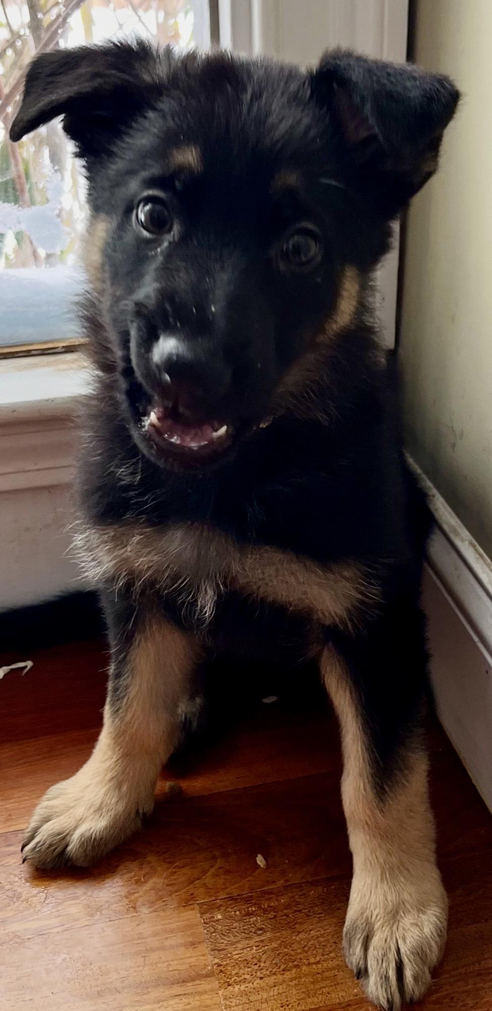 Lola, ADOPTABLE, Puppy Female German Shepherd Dog.