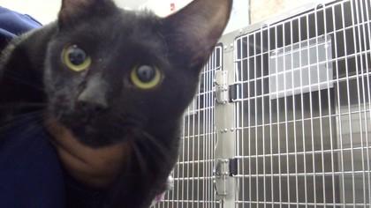 Enlarge Flag, a Adoptable Domestic Short Hair in Beatrice, NE image 1/1