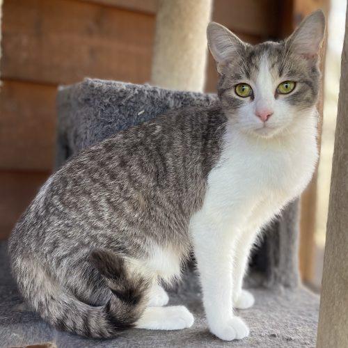 Lizzie, Adoptable, Young Female Tabby & Domestic Short Hair.