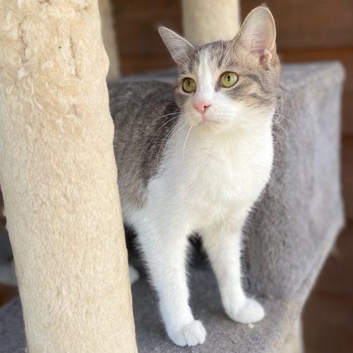 Lizzie, a Adoptable mixed breed in Knoxville, TN image 2/5